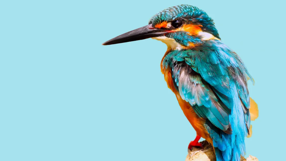 Ipercorpo SEZIONE MUSICA